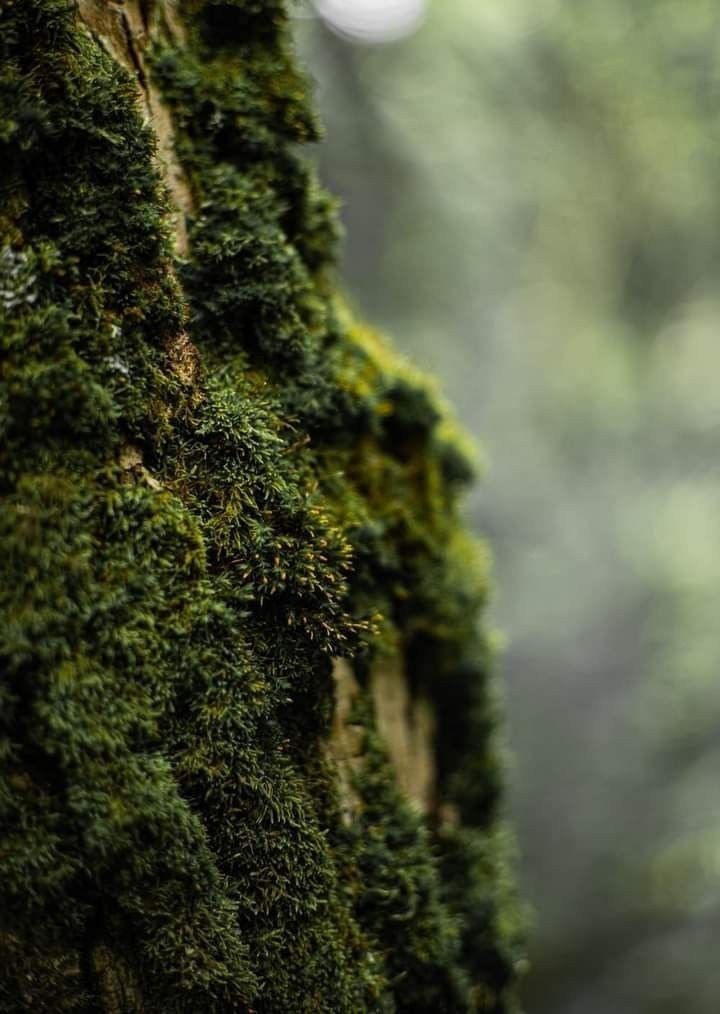 Forest moss in the Canadian Rocky Mountains